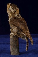 藏品(領角鴞)的圖片